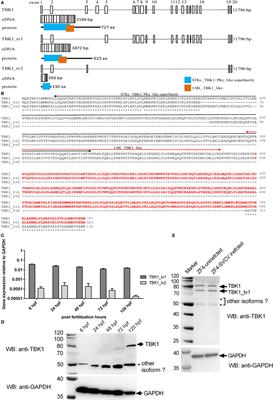 TANK-Binding Kinase 1 (TBK1) Isoforms Negatively Regulate Type I Interferon Induction by Inhibiting TBK1-IRF3 Interaction and IRF3 Phosphorylation